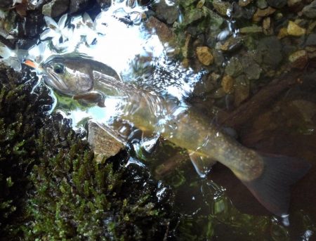 渓流ミノーイング ～長良川水系～